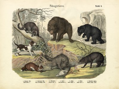 Mammiferi, c.1860 da German School